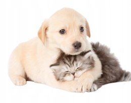 Hundehutte mischfarbe
