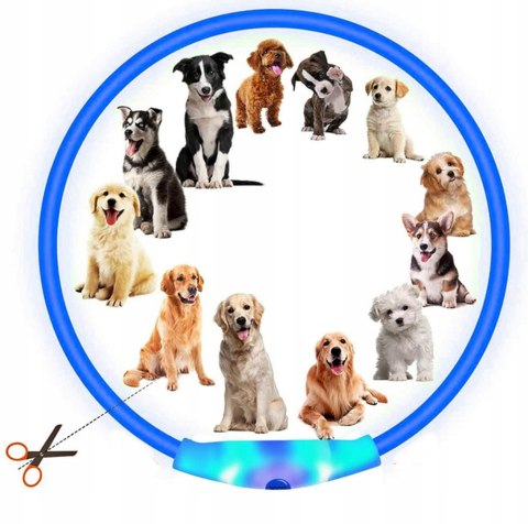 Dog light-up collar l Dog light-up collar l
