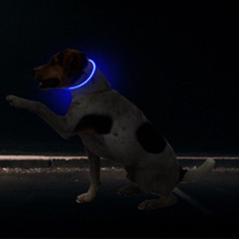 Dog light-up collar l Dog light-up collar l