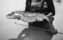 Waders 45